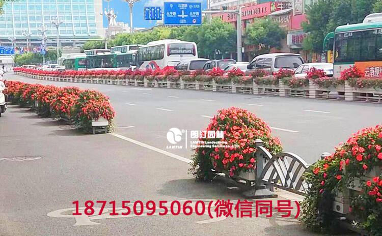 朗汀花箱工程，一年后的昆明北京路綠化花箱